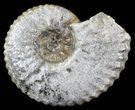 Acanthohoplites Ammonite Fossil - Caucasus, Russia #30083-1